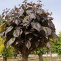 Catalpa erubescens 'Purpurea'
